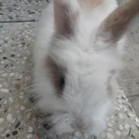 خرگوش|موش و خرگوش|بروجرد, |دیوار