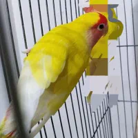 فروش ومعاوضه