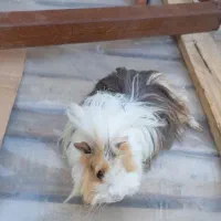 خوکچه هندی|موش و خرگوش|آستارا, |دیوار