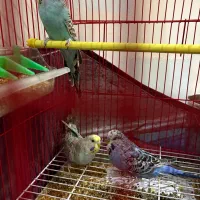 مرغ عشق|پرنده|اردبیل, |دیوار