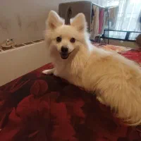 سگ پامر نر 1.5 ساله  آموزش دیده