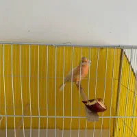 قناری جفت اماده