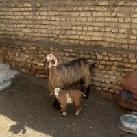 پنج  عدد بزجوان زایید