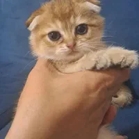 گربه گلد فولد|گربه|ساری, |دیوار