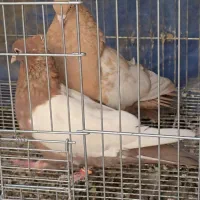 جفت سینه زرد سینه سرخ