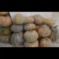 خوراکی کدوحلویی