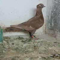 دوتا سرخ کاکلی.  کلاغ کاکلی|پرنده|تربت‌حیدریه, آبشار|دیوار