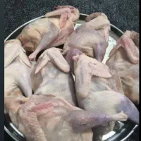 جوجه خروس محلی اصل موجود