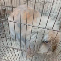 خرگوش لوپ8ماهه