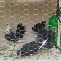 کبوتر،کفتر،چتری