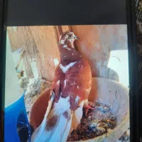 ۷ عدد کبوتر پرشی گرفتنی|پرنده|سمنان, |دیوار