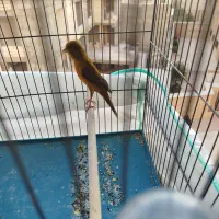 قناری سبز و رسمی ابلغ|پرنده|شیراز, شهرک بهشتی|دیوار