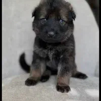 ژرمن شپرد2ماهه کینگ سایز ارجینال وارداتی فقط ۴نیم|سگ|تهران, شهرآرا|دیوار