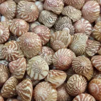 صدف طبیعی ریز|صنایع دستی و سایر لوازم تزئینی|تهران, بازار|دیوار