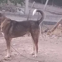 سگ پژدر  ۱۹ماه