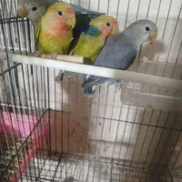 برزیلی های ۵ماهه