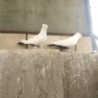 کفتر دم سیاه|پرنده|قم, انصار‌الحسین|دیوار