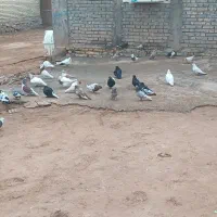 شوش عبدالخان سده شاوور اهودشت|پرنده|کرخه, |دیوار