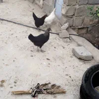 خلنگ جوجه خروس