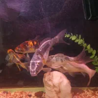 فروش ۵ عدد و تکی ماهی کوی|ماهی|کرج, حسن آباد|دیوار