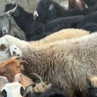 یک راس میش گوشتی