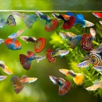 اقساطی  آکواریوم  ماهی شاپ در کرج فیش سنتر اقساطی