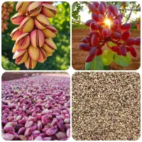 درخت پسته ده ساله ۵۰ کیلو پسته داد