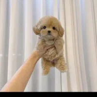 فوضول های رنگارنگ رسید|سگ|شیراز, شهرک گلستان|دیوار