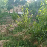 باغ ویلا|فروش خانه و ویلا|ضیاء آباد, |دیوار