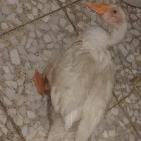 جوجه غاز|پرنده|اهواز, گلدشت|دیوار