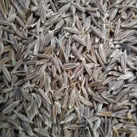 زیره سبز|عمده‌فروشی|فیروزآباد (فارس), |دیوار