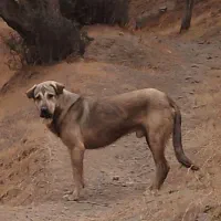 نر پژدر ۱۶ ماهه