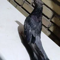 پرنده رنگی فروش ومعاوضه