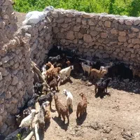 50راس بز جوان با بزغاله فروشی