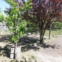 450-متر-زمین-سند-تک-برگ