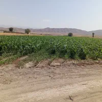 زمین کشاورزی