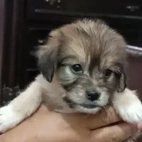 توله شیتزو پیکینیز میکس|سگ|جیرفت, |دیوار