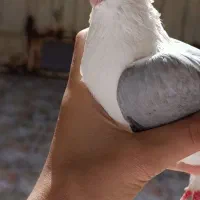 کفتر|پرنده|بندر امام خمینی, |دیوار