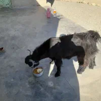 کهره نر|حیوانات مزرعه|گتیج, |دیوار