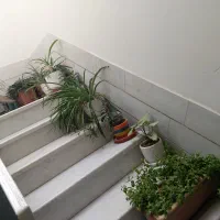 گلدان وگیاه آپارتمانی