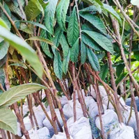 نهال درخت ازگیل متناسب با اب شور