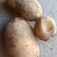 سیب زمینی تازه ۲۰تومن