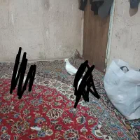 جوجه کبوتر سفید کاکلی