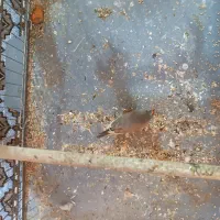 یک مرغ عشق یک فنج|پرنده|میناب, |دیوار