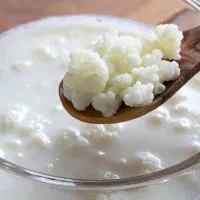 قارچ کفیر قفقازی