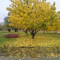 طراحی و اجرای فضای سبز و سیستم آبیاری و سم پاشی