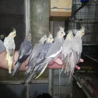 طوطی برزیلی عروس گیرینچیک مرغ عشق قناری