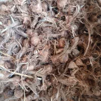 بذر درجه یک زعفران تضمینی و عالی با قیمت مناسب|حراج|گلبهار, نوبهار|دیوار