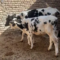 گوساله و گاو