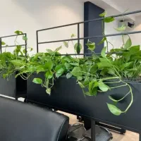 گلخانه گل و گیاه آپارتمانی اهواز باغ